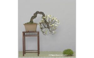 Kokufu bonsai exhibition