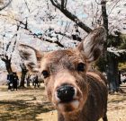 Nara Highlights Tour (6 or 8 hours)